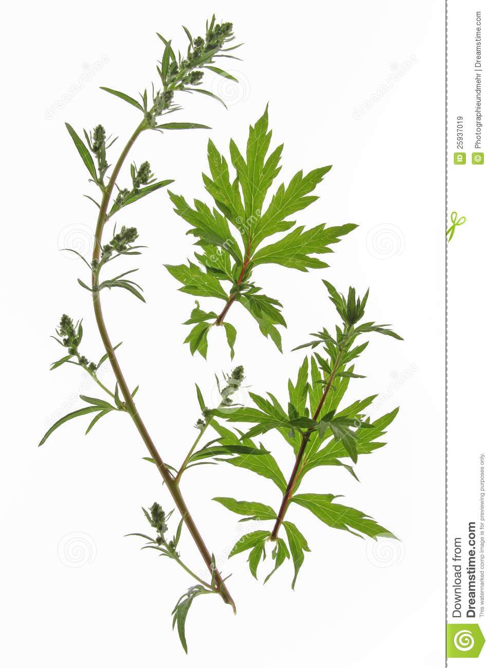mugwort، felon herb, chrysanthemum weed, wild wormwood, old Uncle Henry, sailor's tobacco, naughty m